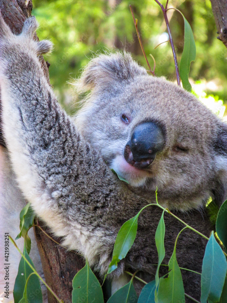 Fototapeta premium Sleepy koala on eucalyptus tree. This animal is a major draw for Australian zoos. As an animal native to Australia, koala is featured in Indigenous Australian mythology and Australian pop culture.