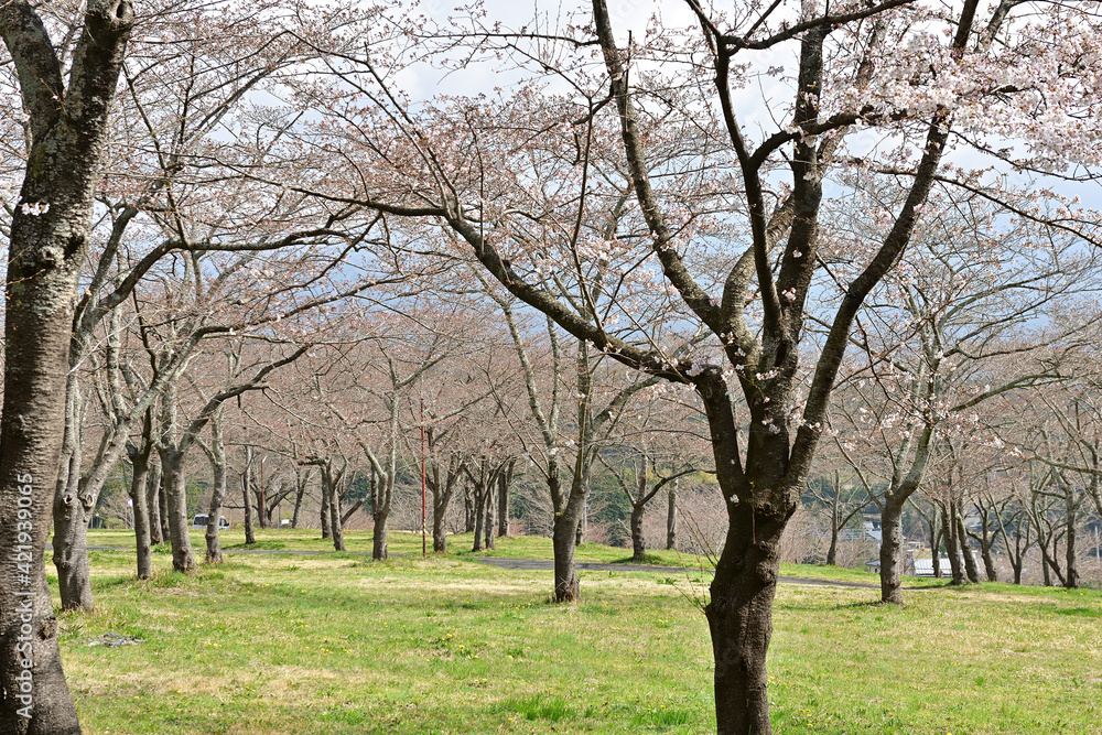 I went to the park full of cherry blossom trees today. And it was so beautiful I went to the park full of cherry blossom trees today. And it was so beautiful