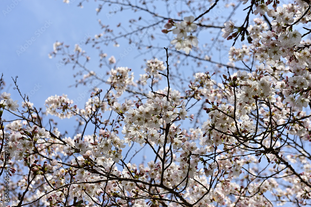 Obraz premium This year the cherry trees are blooming early