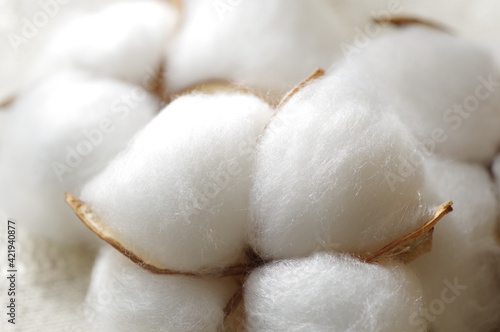綿（天然コットン、綿花、真綿、コットン）