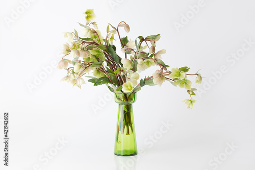 lenten flowers on white background in a vase