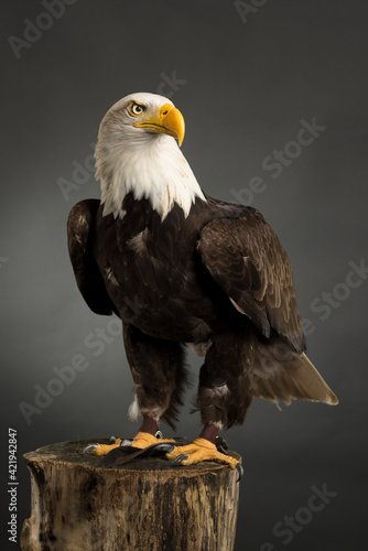 Foto Portrait Whole Body American Bald Eagle Studio Shot Haliaeetus Leucocephalus Bir