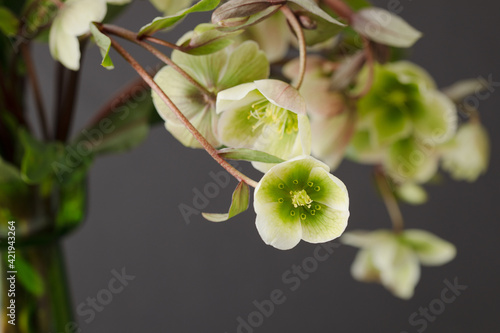 lenten flowers on the gray background with a place for invitation, text, menu