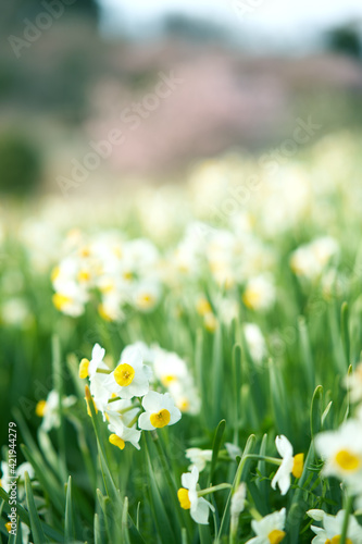 Pretty narcissus that grow in clusters in Oi Yume no Sato