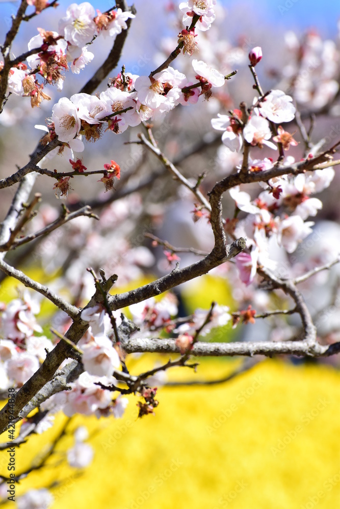 Flower Flower