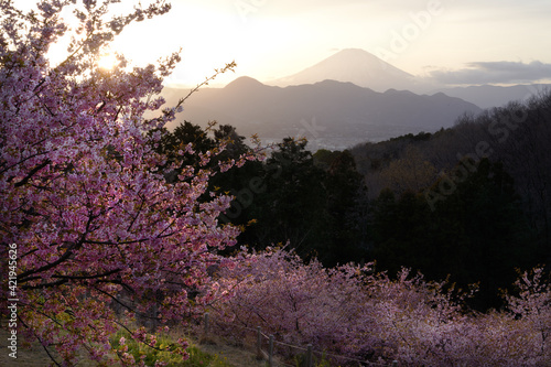 Kawazu cherry blossoms and Ashigara plain, Hakone, Mt. Fuji that received the soft light of the evening photo