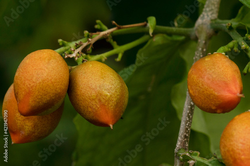 Bunchosia armeniaca or caferana fruit photo
