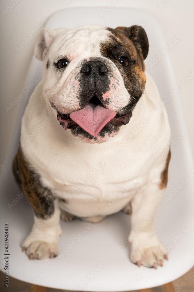 Closeup portrait of a cute bulldog sitting on a chair staring at the camera
