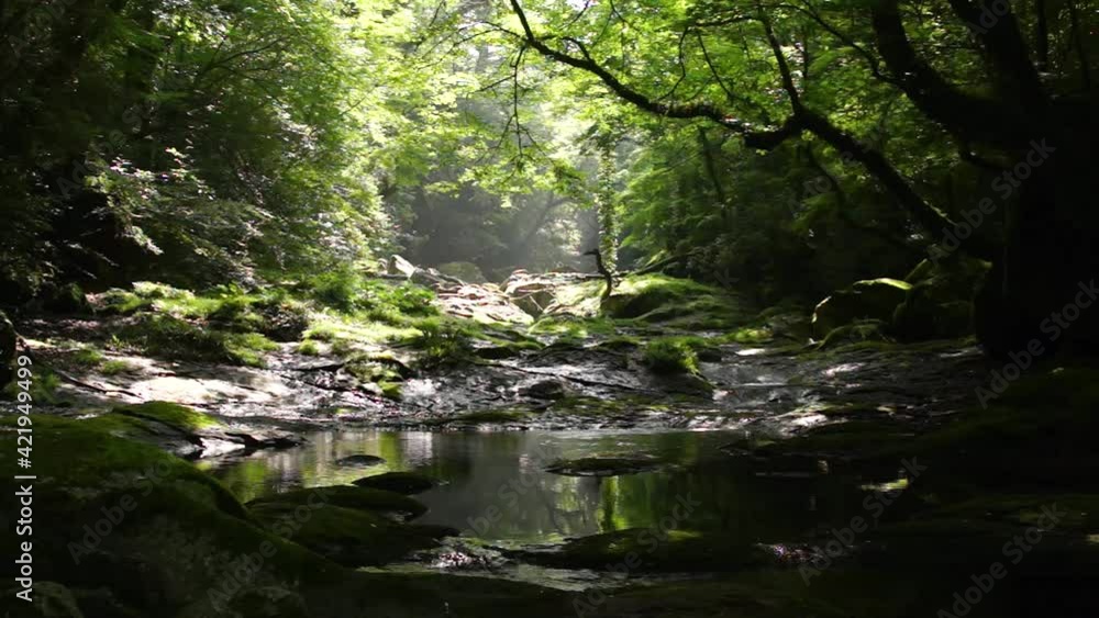 朝の菊池渓谷 朝の菊池渓谷