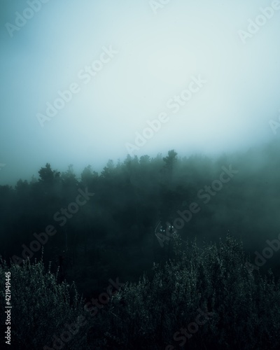Aerial eerie view of a thick forest in a foggy day