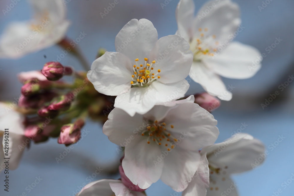 Fototapeta premium The cherry-blossom trees are in full bloom.