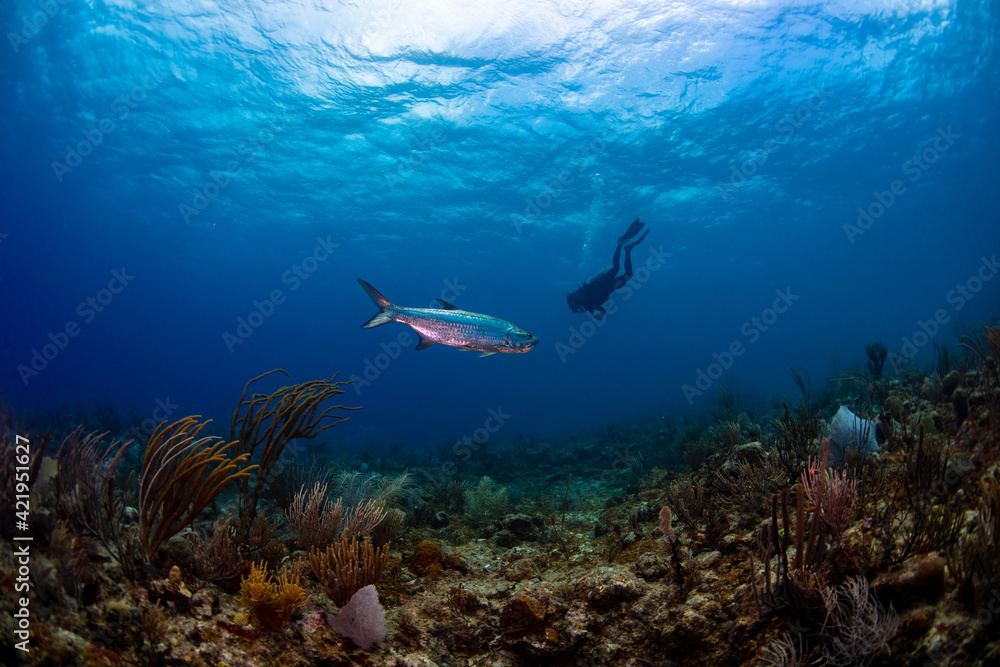 Fototapeta premium Scuba diver with tarpon