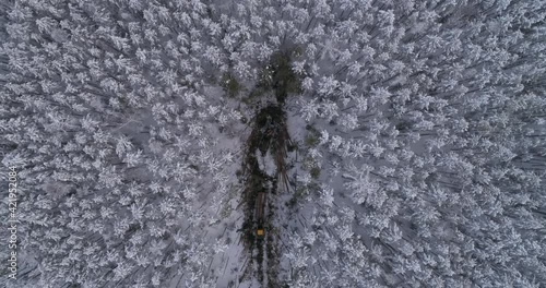 Top down Aerial view of Forest harvester in the winter forest. Harvester logging a trees. Trees fall to the ground in snow. The camera rises
