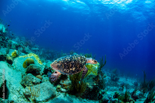Fototapeta Naklejka Na Ścianę i Meble -  A hawksbill turtle swimming over the reef 