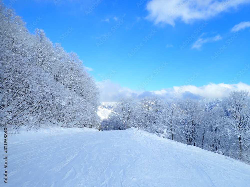 Fototapeta premium 白一色のゲレンデ