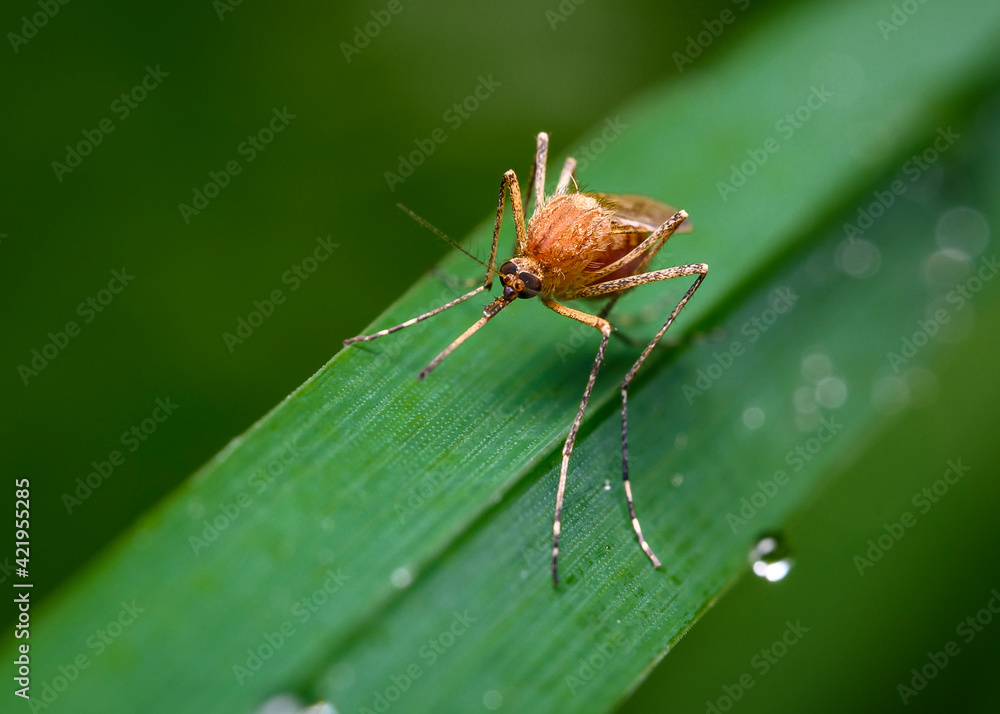 A close-up view of a mosquito filled with sucked blood sitting on a leaf of grass A close-up view of a mosquito filled with sucked blood sitting on a leaf of grass