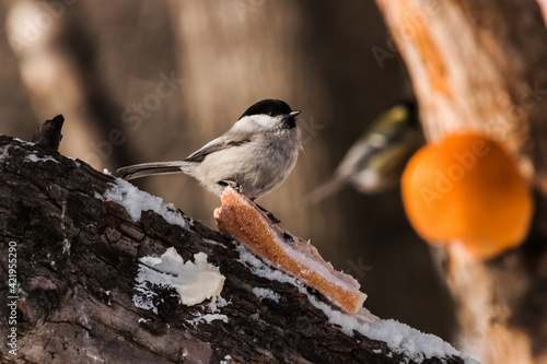 spotted woodpecker