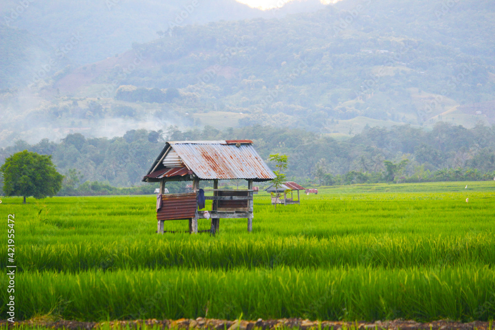 a small hut in the middle of vast rice fields as a resting place for farmers in Soppeng Sulwasi district, South INDONESIA, 14 March 2021