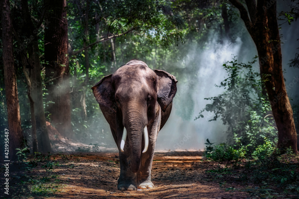 Fototapeta premium Elephant in the forest.Taken at Surin Province in Thailand.