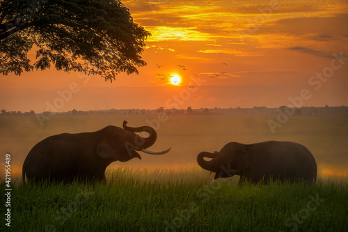 Photography Two elephants in the view of fields and big tree during sunset time