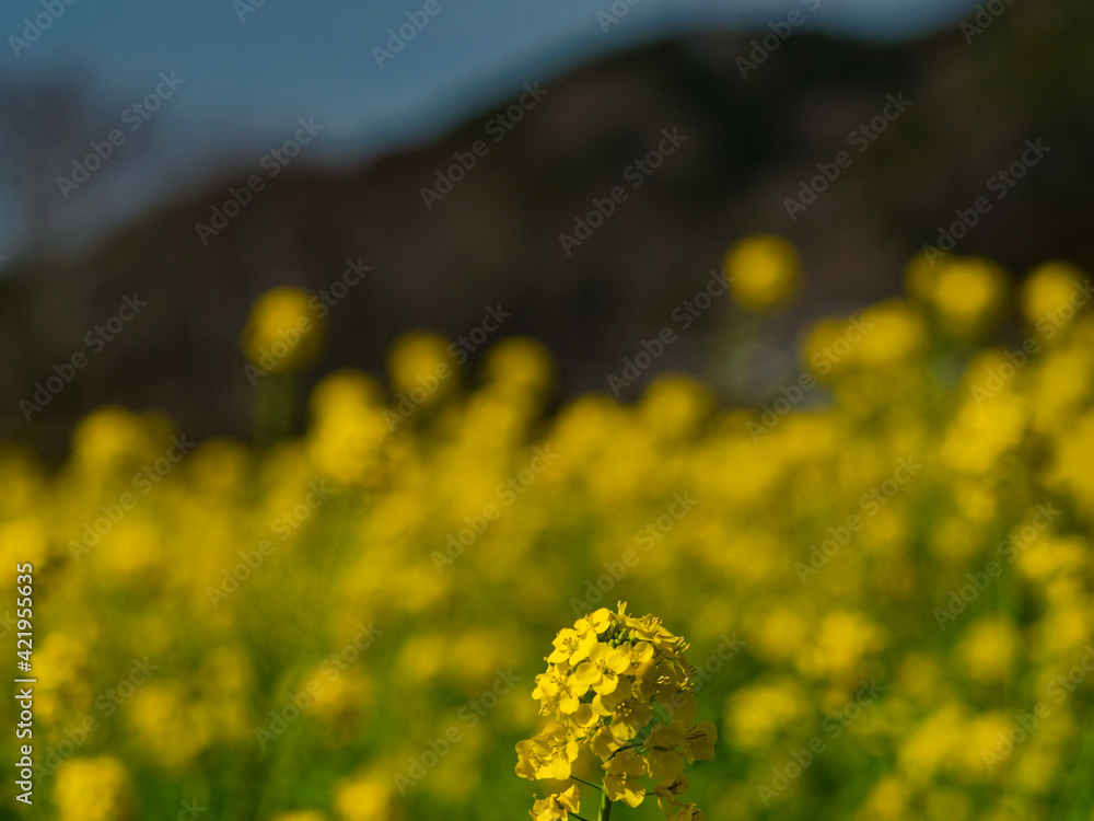 Fototapeta premium 菜の花畑