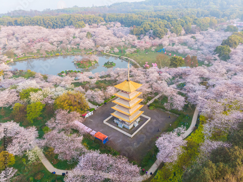 Картината върху платно Spring scenery of East Lake Cherry Blossom Garden in Wuhan, Hubei, China