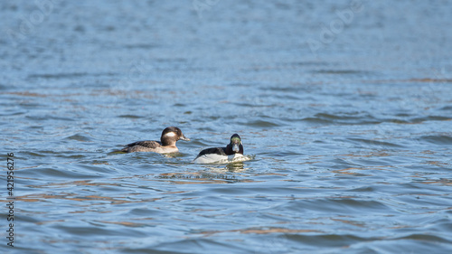 Bufflehead ducks are enjoy nice weather in early spring at Minnesota
