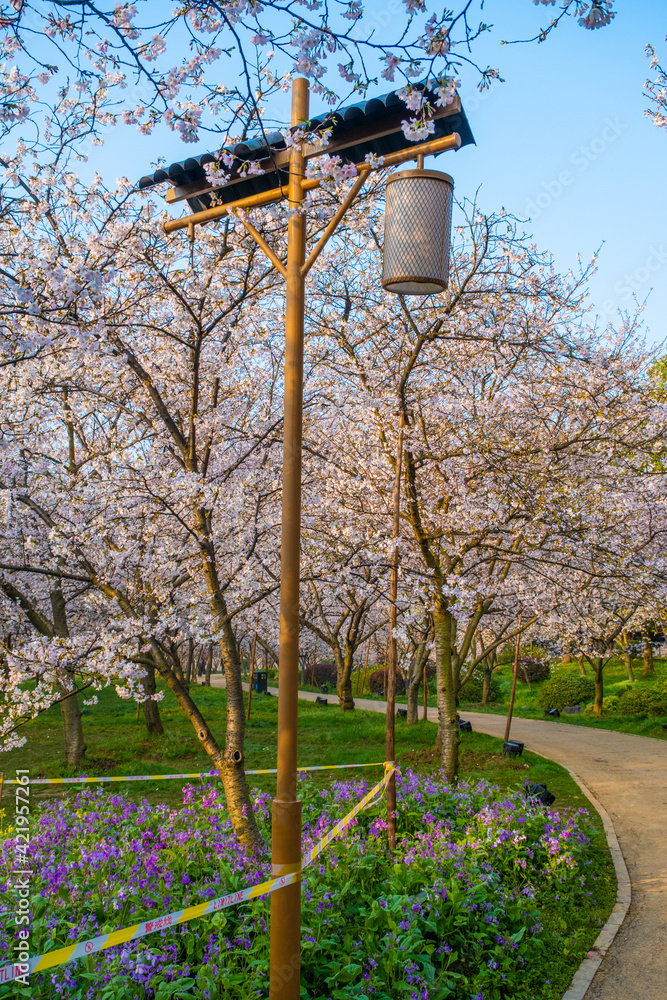 Spring scenery of East Lake Cherry Blossom Garden in Wuhan, Hubei, China Spring scenery of East Lake Cherry Blossom Garden in Wuhan, Hubei, China