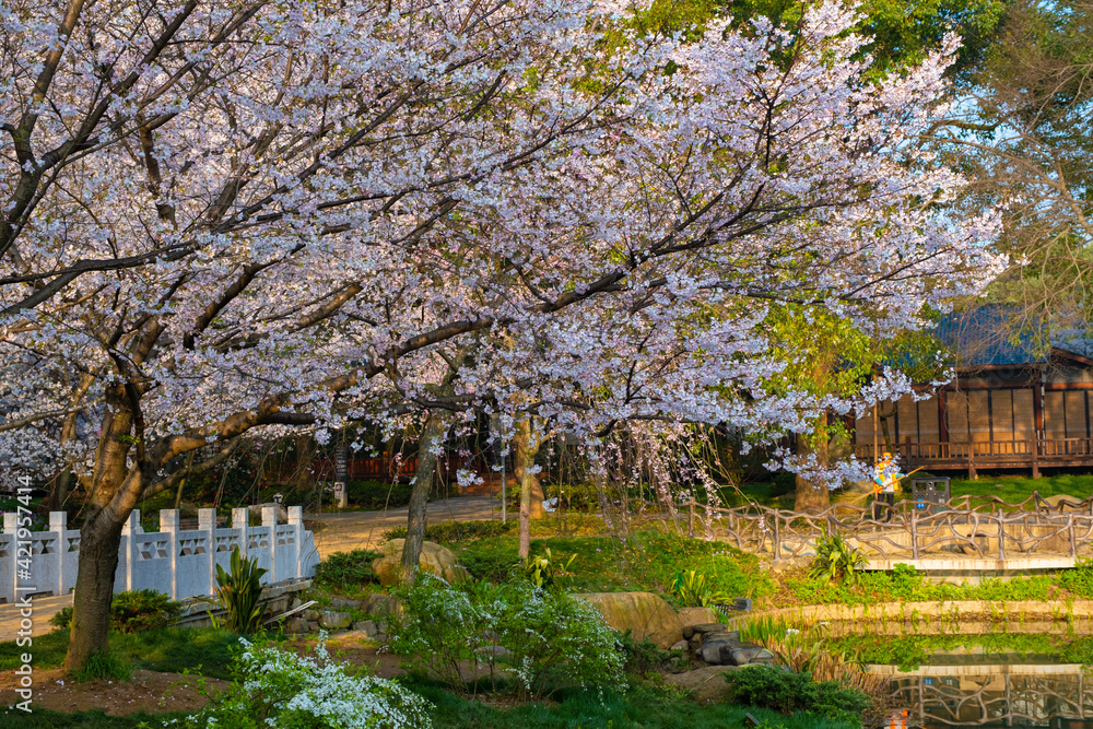 Spring scenery of East Lake Cherry Blossom Garden in Wuhan, Hubei, China Spring scenery of East Lake Cherry Blossom Garden in Wuhan, Hubei, China
