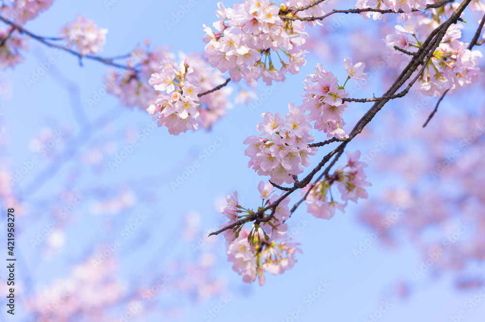 Spring scenery of East Lake Cherry Blossom Garden in Wuhan, Hubei, China