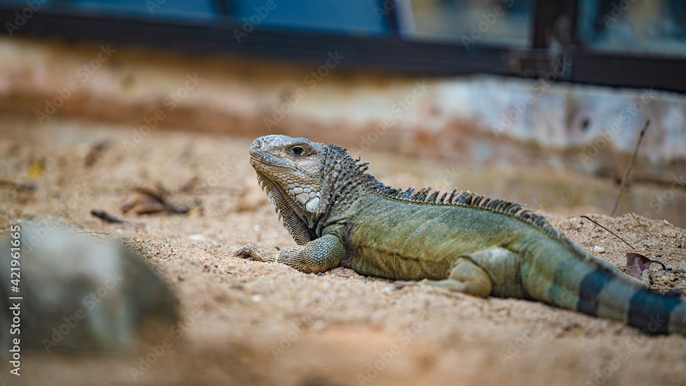 Fototapeta premium Green Iguana Reptile