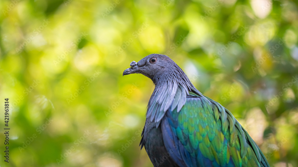 Fototapeta premium Nicobar Pigeon Bird