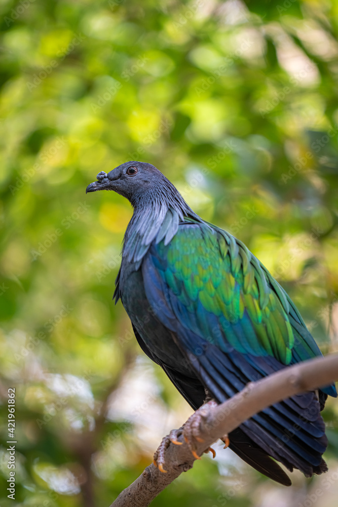 Obraz premium Nicobar Pigeon Bird