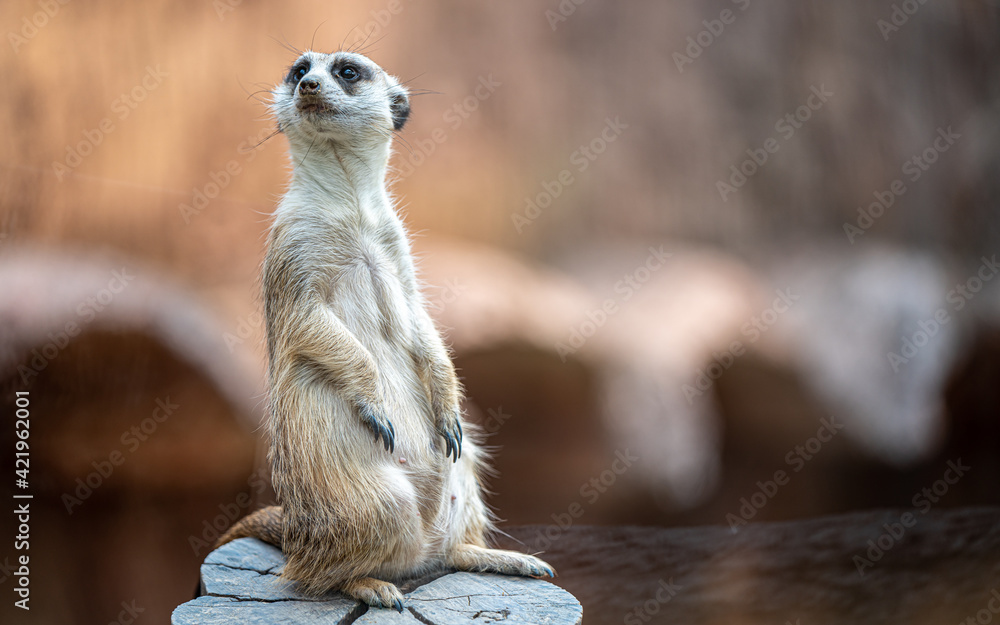 Meerkat Wildlife Animal