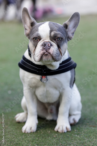 7-Months-Old Pied Frenchie Puppy Male Sitting.