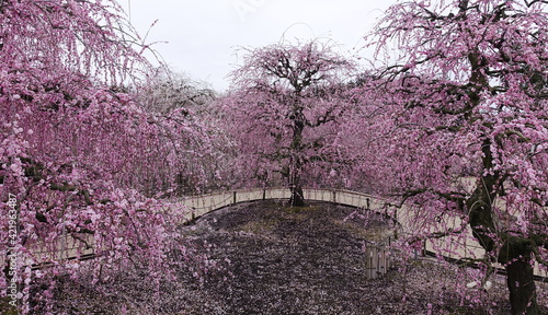 garden with pink flowering weeping plum trees