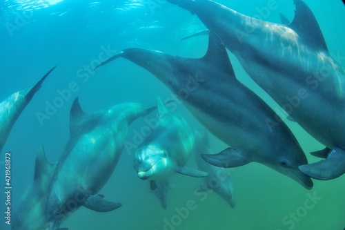 日本海、能登島のイルカの家族 © Makoto