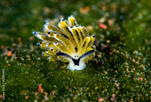 A tiny sea slug - Costasiella sp. Macro underwater world of Tulamben, Bali, Indonesia. photo