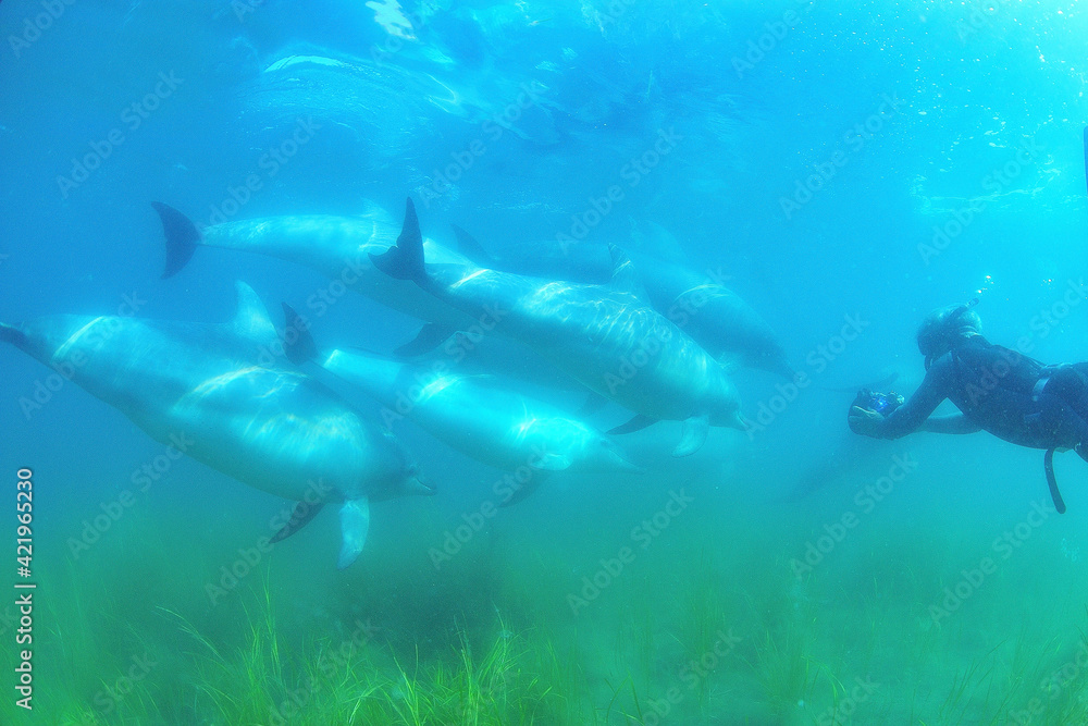 Fototapeta premium 日本海、能登島のイルカの家族