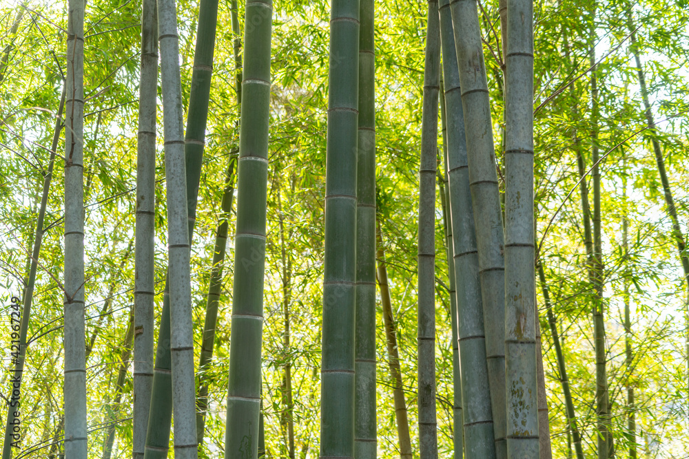 bamboo forest in the morning bamboo forest in the morning