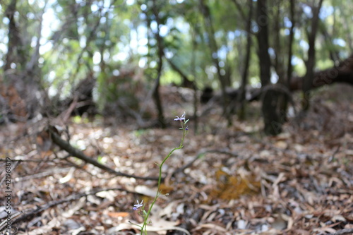 Macro shot of a tiny flower in Western Australia