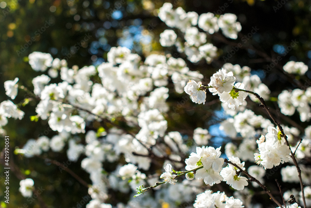 桜 桜