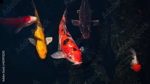 Japan koi fish or Fancy Car...