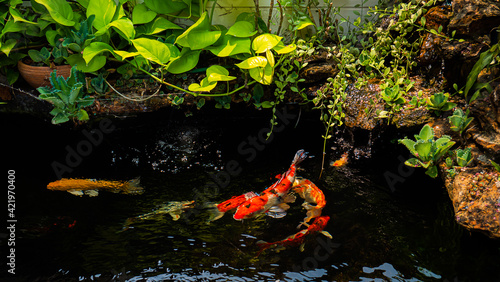 Japan koi fish or Fancy Carp swimming in a black pond fish pond. Popular pets for relaxation and feng shui meaning. Popular pets among people. Asians love to raise it for good fortune. © Superrider