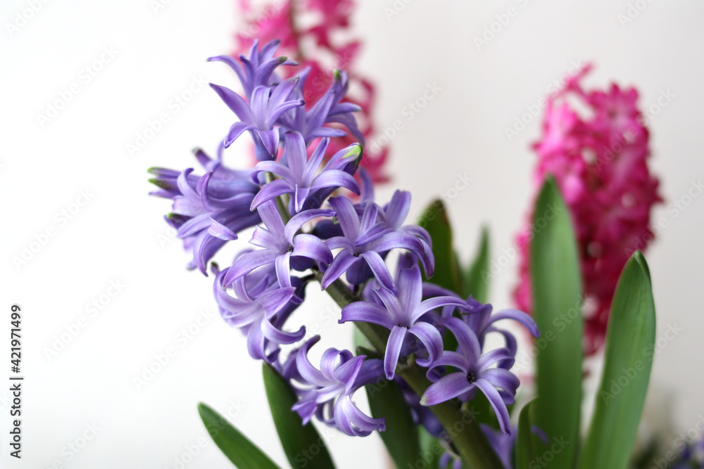 Obraz premium Blue hyacinth flower on a white background. Selective focus. Spring hyacinths blossom. Happy Easter. Close-up. There is free space for text.