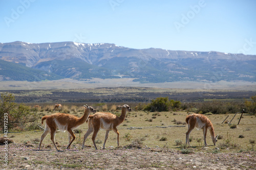 Wallpaper Mural Guanco on the side of the road. Torontodigital.ca