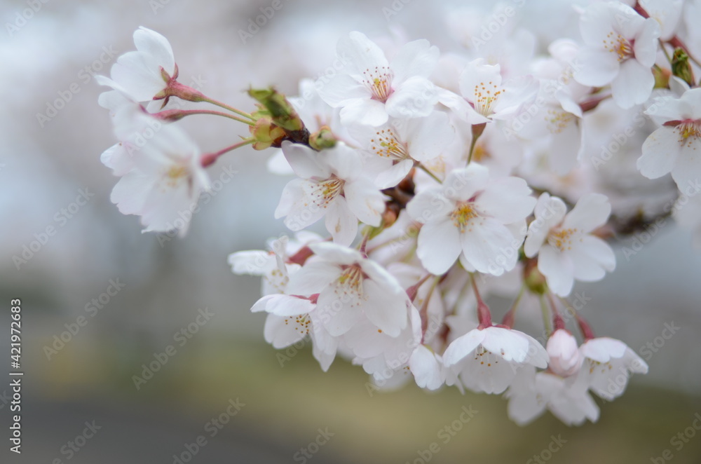 秩父の桜 秩父の桜