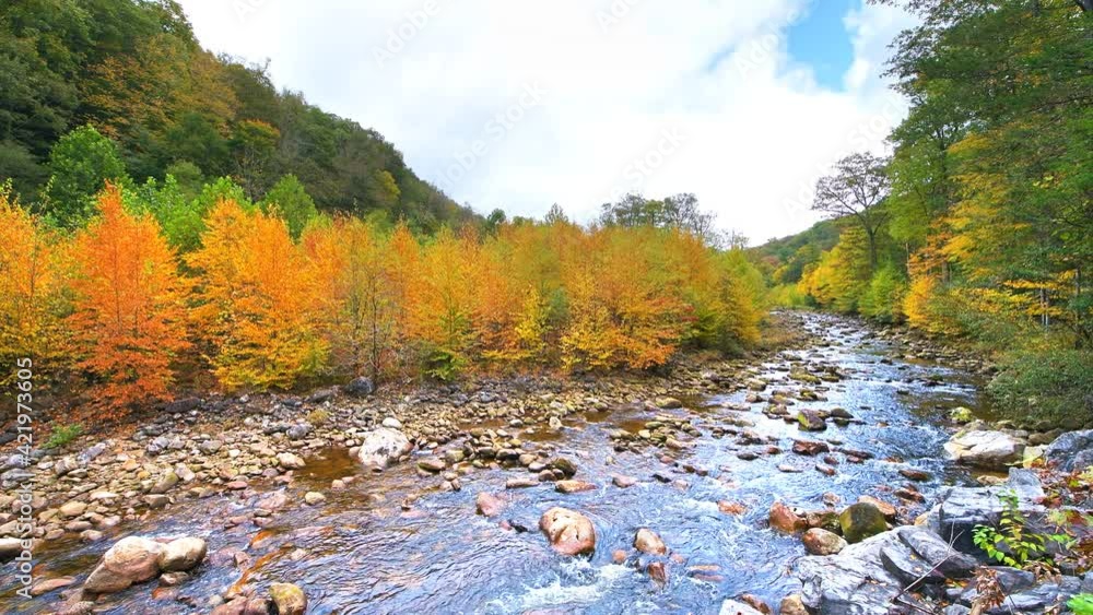Flowing water at Red Creek near Dolly Sods, West Virginia with colorful autumn fall foliage of maple trees at Canaan valley with Appalachian mountains Flowing water at Red Creek near Dolly Sods, West Virginia with colorful autumn fall foliage of maple trees at Canaan valley with Appalachian mountains
