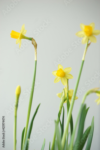 Fototapeta Naklejka Na Ścianę i Meble -  Delicate flowers of yellow daffodil