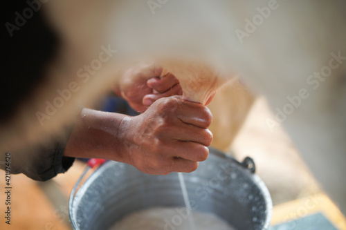 Принти на полотні cow teat being milked in dairy farm. milking of cattle